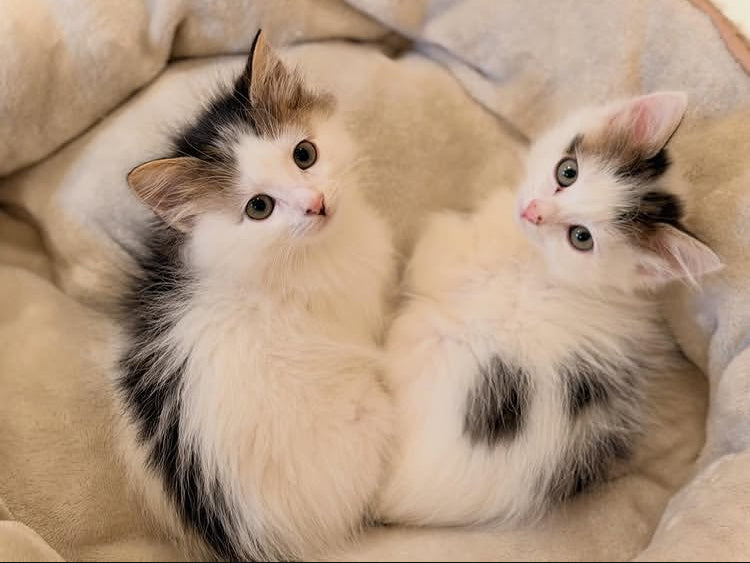 Animals and Pet Supplies example products